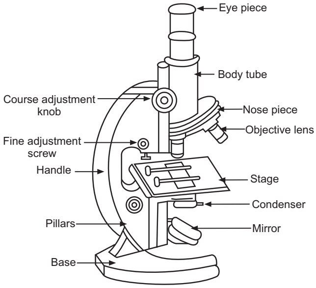 Compound Microscope Labeled Diagram