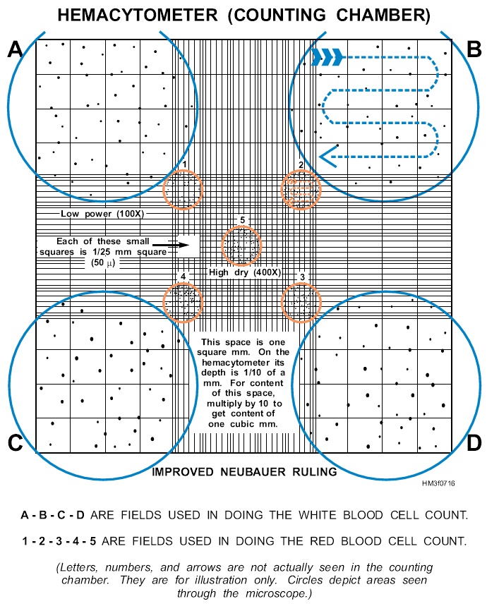 Human Cell Count Experiment 10: Introduction to Hemocytometry