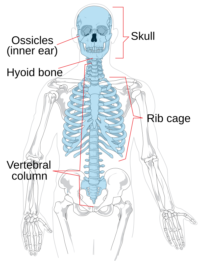 Axial Skeleton Overview