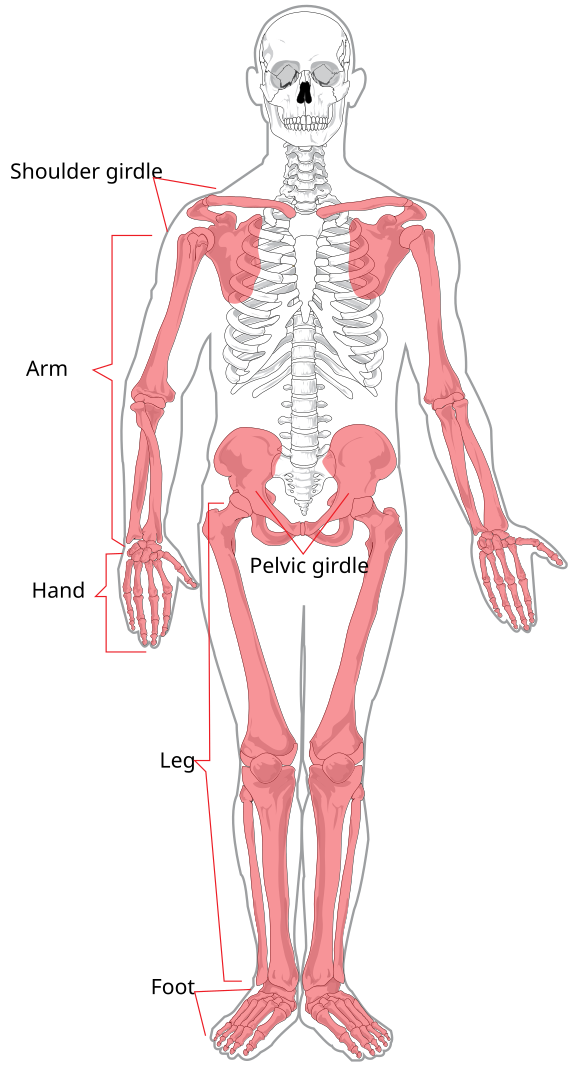 Appendicular skeleton diagram