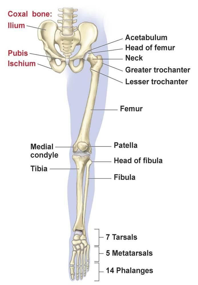 Lower limb bones