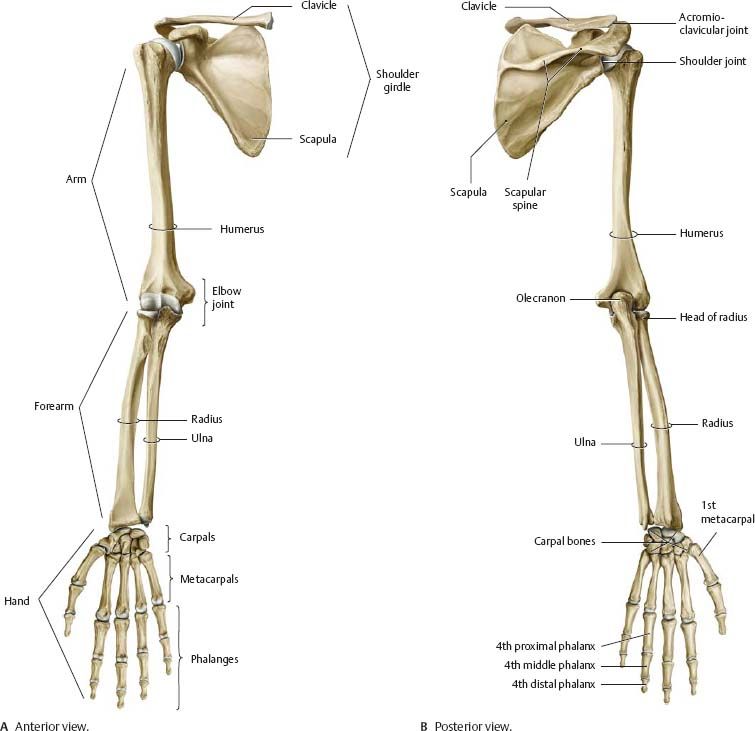 Upper limb bones