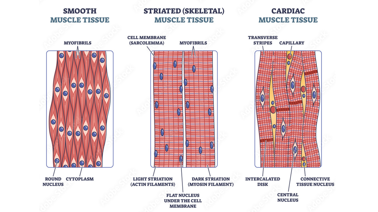 Muscle Types Overview